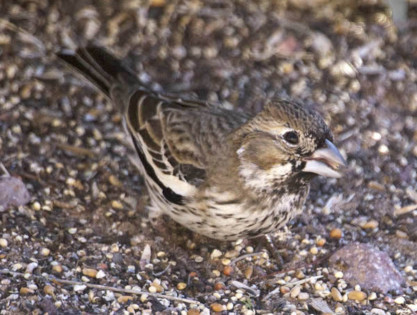  Lark bunting (female)